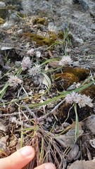 Allium tribracteatum