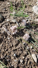 Allium tribracteatum
