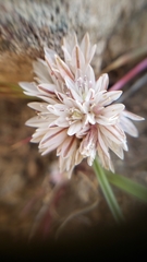Allium tribracteatum