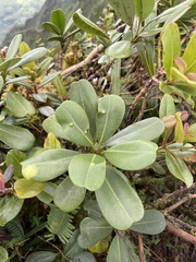 Melicope clusiifolia