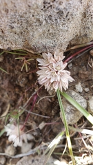 Allium tribracteatum