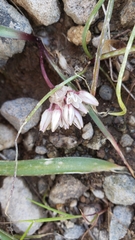 Allium tribracteatum