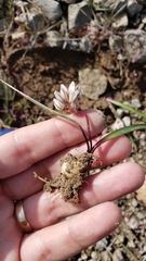 Allium tribracteatum