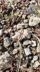 Allium tribracteatum