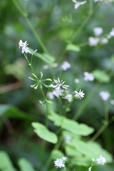 Thalictrum clavatum