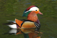 Aix galericulata