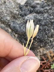 Gagea graeca