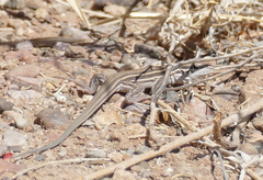 Aspidoscelis uniparens