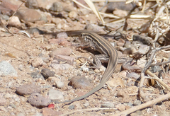 Aspidoscelis uniparens