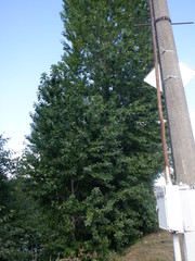 Populus × berolinensis