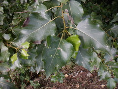 Populus × berolinensis
