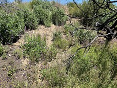 Eriodictyon crassifolium