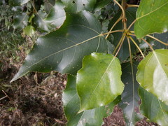 Populus × berolinensis