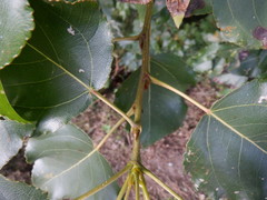 Populus × berolinensis