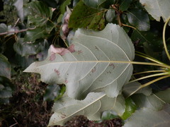 Populus × berolinensis