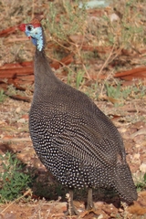 Numida meleagris coronatus