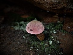 Australopilus palumanus