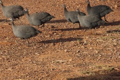 Numida meleagris coronatus