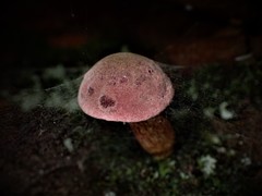 Australopilus palumanus