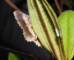 Racotis boarmiaria