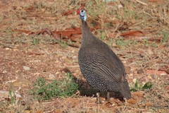 Numida meleagris coronatus