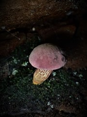 Australopilus palumanus