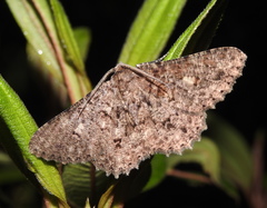 Racotis boarmiaria
