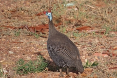 Numida meleagris coronatus