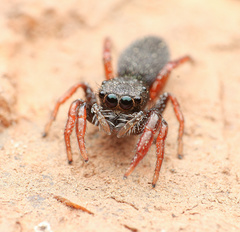 Metacyrba taeniola similis