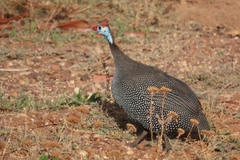 Numida meleagris coronatus