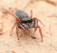 Metacyrba taeniola similis
