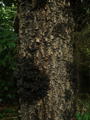 Leptogium coralloideum