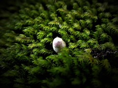 Boletellus deceptivus