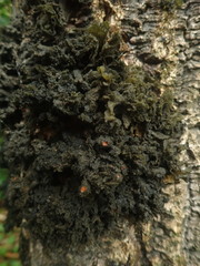 Leptogium coralloideum