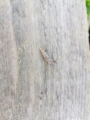 Clausiliidae