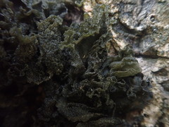 Leptogium coralloideum