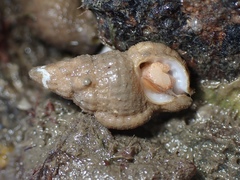 Cymatiella eburnea