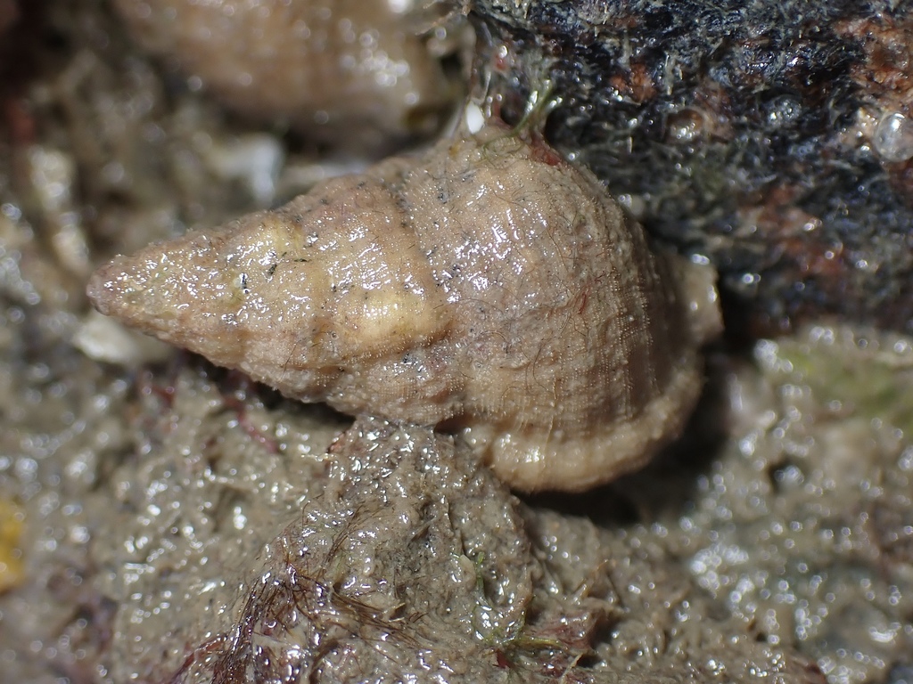 Cymatiella eburnea