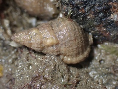 Cymatiella eburnea