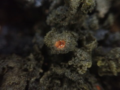 Leptogium coralloideum