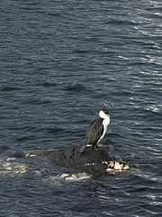 Phalacrocorax fuscescens