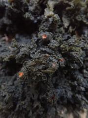 Leptogium coralloideum