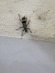 Chlorophorus signaticollis