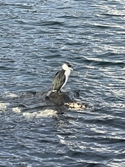 Phalacrocorax fuscescens