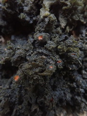 Leptogium coralloideum