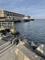 Phalacrocorax fuscescens