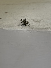 Chlorophorus signaticollis