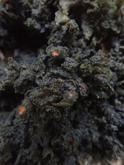 Leptogium coralloideum