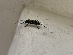 Chlorophorus signaticollis