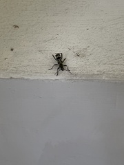 Chlorophorus signaticollis